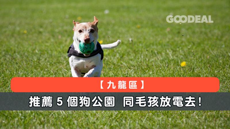 【九龍區】推薦5個狗公園 同毛孩放電去！ 